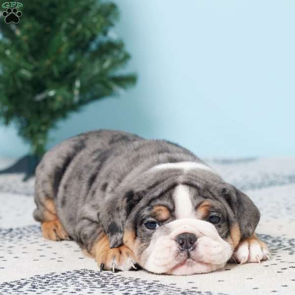 DEBBIE, English Bulldog Puppy